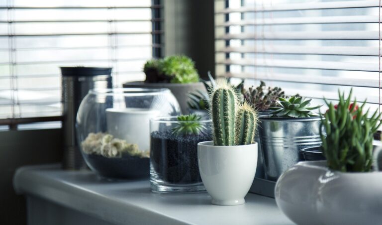 pots, plants, cactus, succulents, shelf, window, nature, gardening, potted, design, home, interior, decor, potted plants, indoor plants, plants, plants, plants, plants, plants, cactus, gardening, home, home, home, home, indoor plants